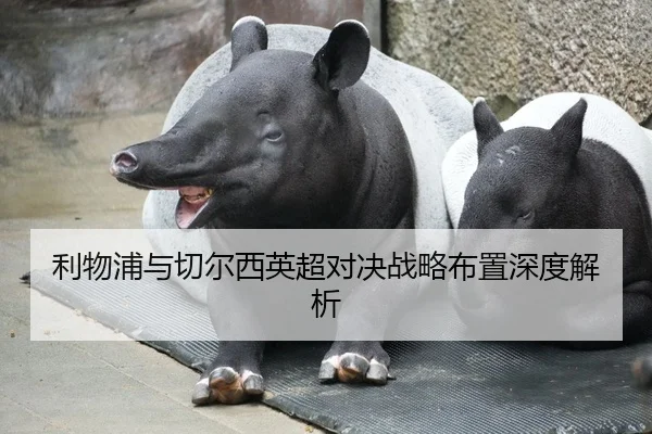 利物浦与切尔西英超对决战略布置深度解析